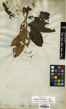 Type specimen at Edinburgh (E). Wallich, Nathaniel: 6117A. Barcode: E00034599.