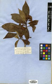 Type specimen at Edinburgh (E). Hooker, Joseph; Thomson, Thomas: . Barcode: E00034600.