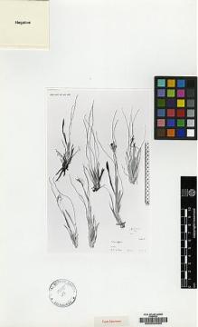 Type specimen at Edinburgh (E). Kerr, Arthur: 21500. Barcode: E00034695.