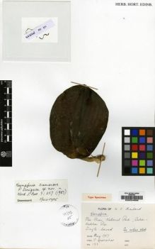 Type specimen at Edinburgh (E). Yuktathat, P.: 133. Barcode: E00034698.