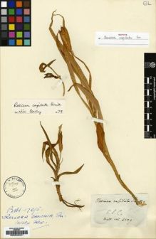 Type specimen at Edinburgh (E). Wallich, Nathaniel: 6529. Barcode: E00035001.