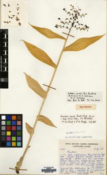 Type specimen at Edinburgh (E). Cultivated Plant of the RBGE (CULTE): C5401. Barcode: E00035186.