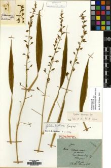 Type specimen at Edinburgh (E). Maire, Edouard-Ernest: . Barcode: E00035193.