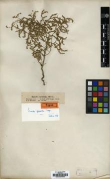 Type specimen at Edinburgh (E). Hohenacker, Rudolph: . Barcode: E00035323.