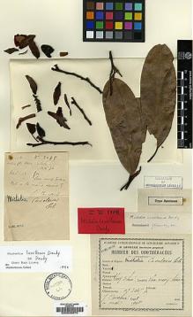 Type specimen at Edinburgh (E). Cavalerie, Pierre: 3041 A. Barcode: E00035670.