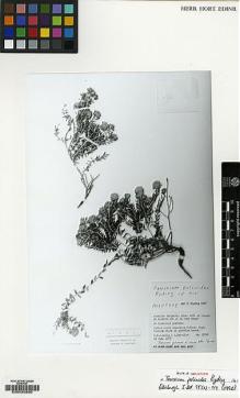 Type specimen at Edinburgh (E). Bally, Peter; Melville, R.: 15782. Barcode: E00035860.