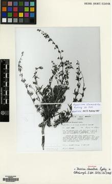 Type specimen at Edinburgh (E). Gilbert, Michael: 2025. Barcode: E00035861.
