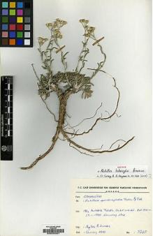 Type specimen at Edinburgh (E). Aytaç, Zeki; Duman, Hayri: 3040. Barcode: E00035921.