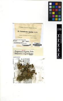 Type specimen at Edinburgh (E). Corbière, François: 30. Barcode: E00036004.