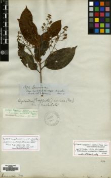 Type specimen at Edinburgh (E). Spruce, Richard: 3092. Barcode: E00036064.