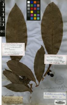 Type specimen at Edinburgh (E). Spruce, Richard: 1453. Barcode: E00036078.