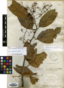 Type specimen at Edinburgh (E). Sieber, Franz(e): 175. Barcode: E00036082.