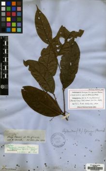 Type specimen at Edinburgh (E). Spruce, Richard: 2769. Barcode: E00036085.
