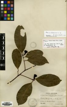 Type specimen at Edinburgh (E). Bang, Miguel: 1674. Barcode: E00036086.
