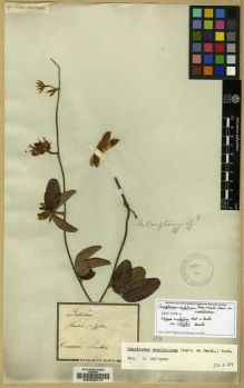 Type specimen at Edinburgh (E). Martius, Carl: . Barcode: E00036110.