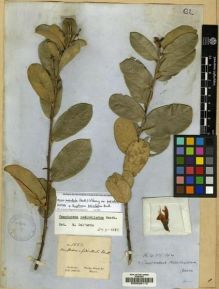 Type specimen at Edinburgh (E). Gardner, George: 1552. Barcode: E00036113.