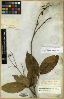 Type specimen at Edinburgh (E). Martius, Carl: 242. Barcode: E00036114.