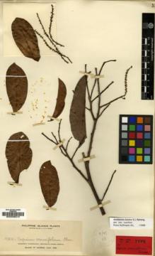 Type specimen at Edinburgh (E). Elmer, Adolph: 10312. Barcode: E00036315.