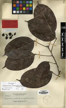 Type specimen at Edinburgh (E). Elmer, Adolph: 12349. Barcode: E00036336.
