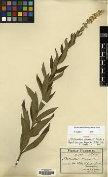 Type specimen at Edinburgh (E). Hosseus, Carl: 2591. Barcode: E00036601.