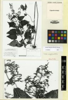 Type specimen at Edinburgh (E). Tagawa, Motozi; Iwatsuki, Kunio; Fukuoka, Nobuyuki: T 4145. Barcode: E00036605.