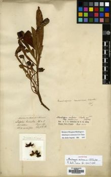 Type specimen at Edinburgh (E). Hooker, Joseph; Thomson, Thomas: . Barcode: E00036680.