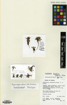Type specimen at Edinburgh (E). Edinburgh Sikkim Expedition (1992): 675. Barcode: E00037033.