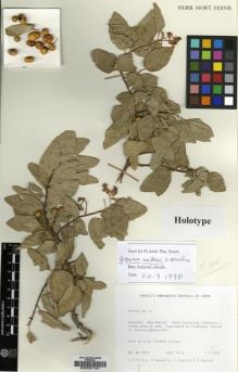 Type specimen at Edinburgh (E). Miller, Anthony ; Bazara'a, M; Guarino, L.; Kassim, N: M.10324. Barcode: E00037161.