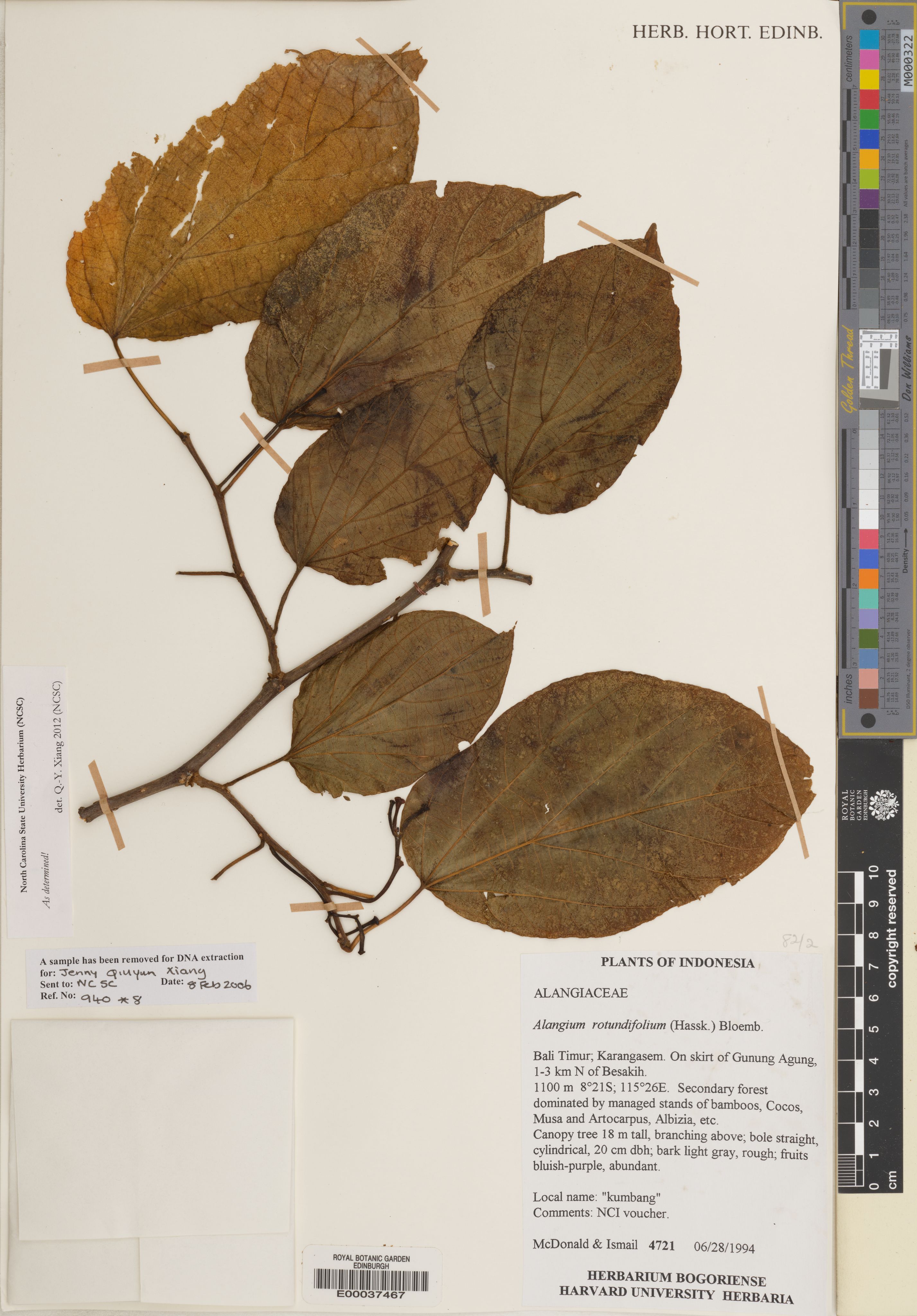 Alangium rotundifolium photograph 6