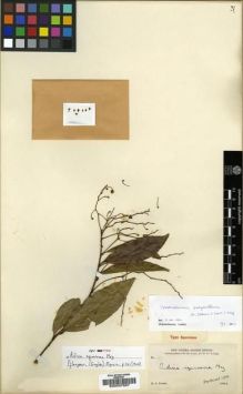 Type specimen at Edinburgh (E). Forbes, Henry: 363. Barcode: E00037687.