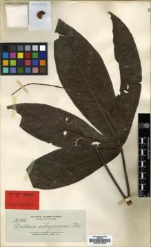 Type specimen at Edinburgh (E). Elmer, Adolph: 12192. Barcode: E00037688.
