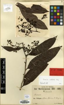Type specimen at Edinburgh (E). Warburg, Otto: 12286. Barcode: E00037762.