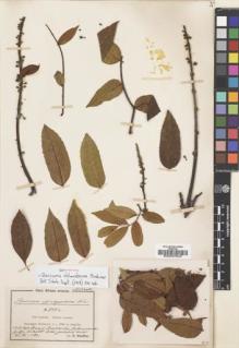 Type specimen at Edinburgh (E). Scheffler, G: 303A. Barcode: E00037943.