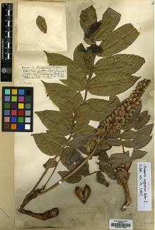Type specimen at Edinburgh (E). Buchanan, John: 280. Barcode: E00037960.