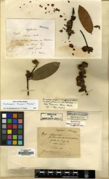 Type specimen at Edinburgh (E). Maire, Edouard-Ernest: . Barcode: E00038025.