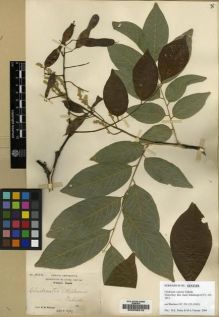 Type specimen at Edinburgh (E). Wilson, Ernest: 1102. Barcode: E00038216.