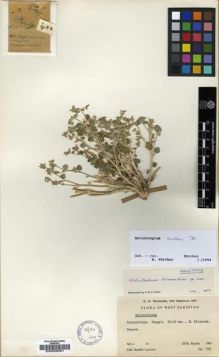 Type specimen at Edinburgh (E). Lamond, Jennifer: 134. Barcode: E00038391.