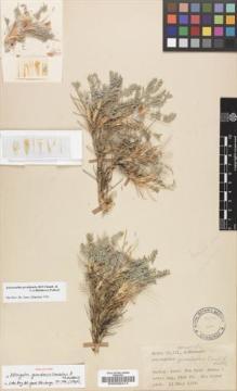 Type specimen at Edinburgh (E). Davis, Peter; Polunin, Oleg: 22741. Barcode: E00038414.