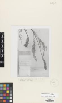 Type specimen at Edinburgh (E). Hohenacker, Rudolph: . Barcode: E00038427.