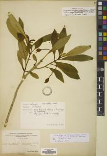 Type specimen at Edinburgh (E). Heller, Amos: 2624. Barcode: E00038429.
