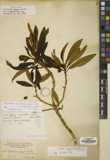 Type specimen at Edinburgh (E). Heller, Amos: 2495. Barcode: E00038470.
