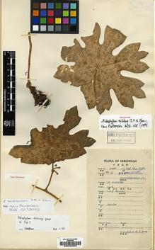 Type specimen at Edinburgh (E). Fang, W.: 1165. Barcode: E00038500.