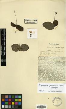 Type specimen at Edinburgh (E). Kerr, Arthur: 2197. Barcode: E00038607.