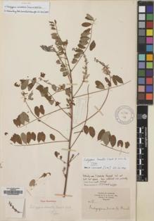 Type specimen at Edinburgh (E). Howell, E.: 15. Barcode: E00038968.