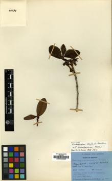 Type specimen at Edinburgh (E). Ludlow, Frank; Sherriff, George; Hicks, J.: 19848. Barcode: E00039666.