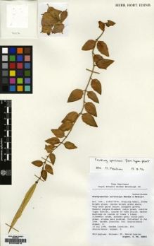 Type specimen at Edinburgh (E). Cultivated Plant of the RBGE (CULTE): C14862. Barcode: E00039816.