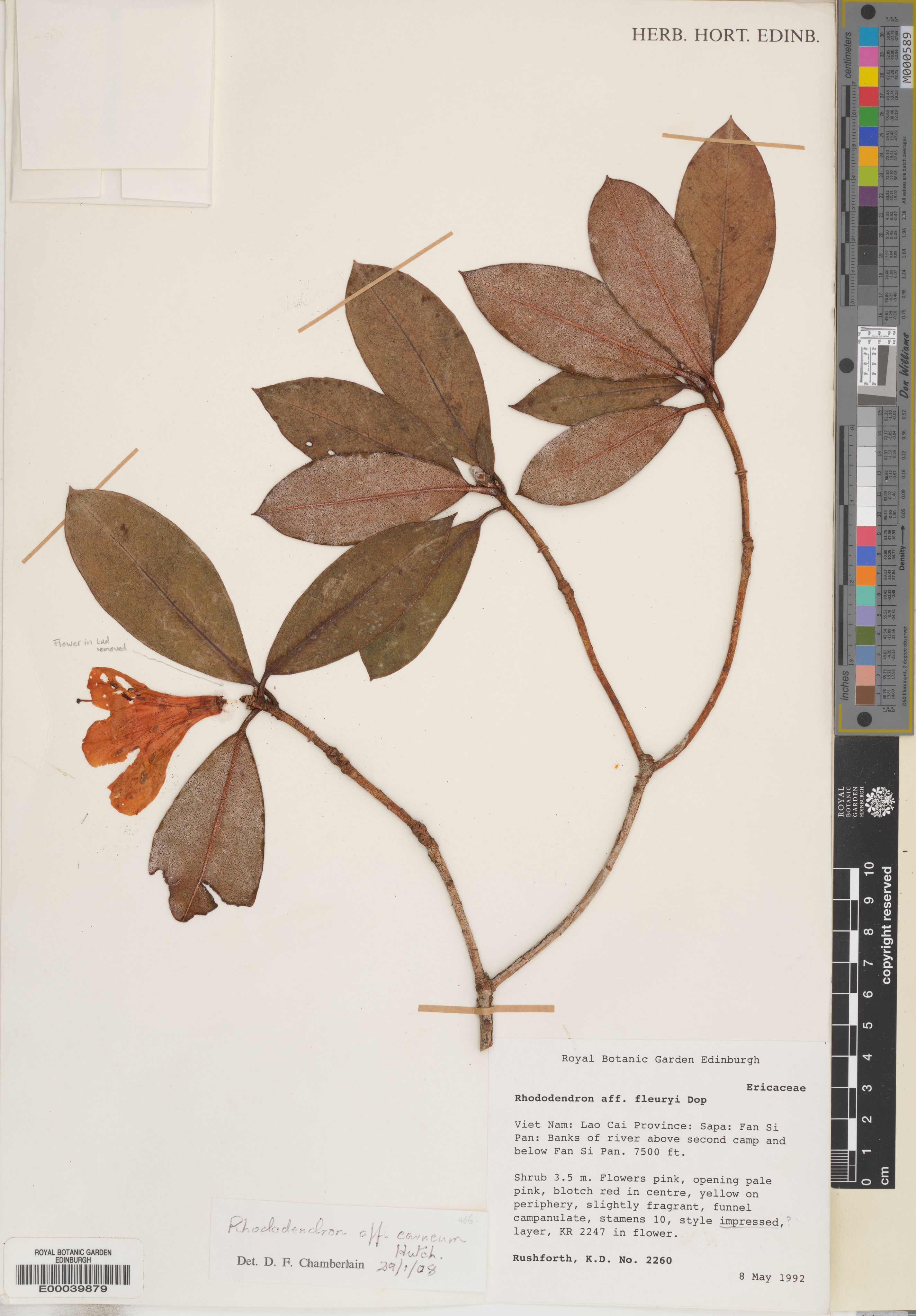 Rhododendron carneum (Rhododendron carneum)