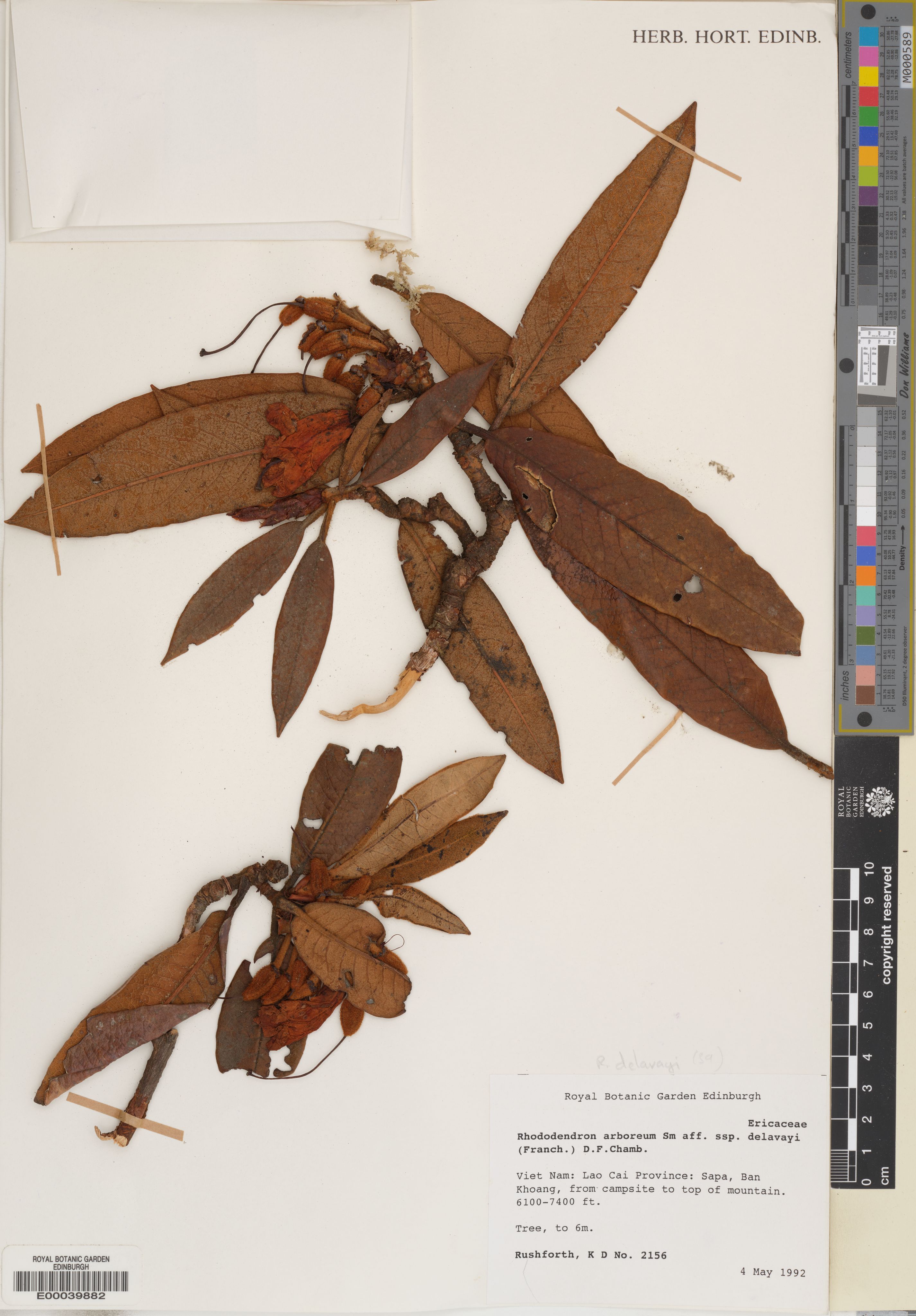 Rhododendron delavayi — ảnh 3