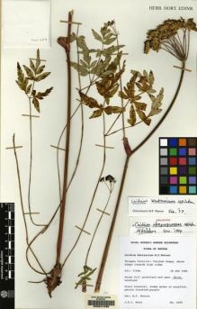 Type specimen at Edinburgh (E). Wood, John: 6609. Barcode: E00041090.