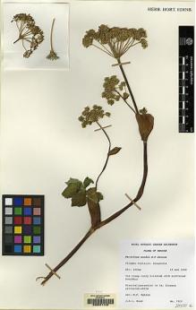 Type specimen at Edinburgh (E). Wood, John: 7315. Barcode: E00041149.